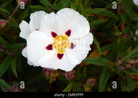 Singolo White Cistus x Dansereaui 'Jenkyn Place' (Rock Rose) Flower in esposizione al RHS Garden Bridgewater, Worsley, Greater Manchester, UK. Foto Stock