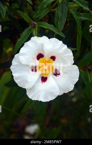 Singolo White Cistus x Dansereaui 'Jenkyn Place' (Rock Rose) Flower in esposizione al RHS Garden Bridgewater, Worsley, Greater Manchester, UK. Foto Stock