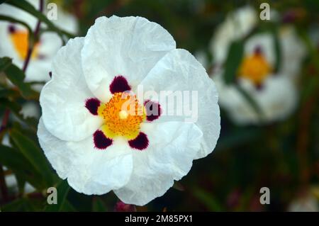 Singolo White Cistus x Dansereaui 'Jenkyn Place' (Rock Rose) Flower in esposizione al RHS Garden Bridgewater, Worsley, Greater Manchester, UK. Foto Stock