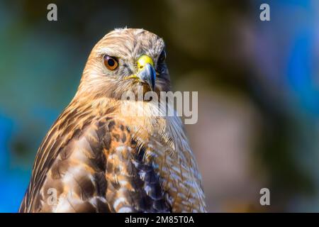 giovane rosso shouldered hawk primo piano occhio becco Foto Stock