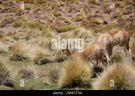 Pascolando vicunas nella Puna Argentina Foto Stock