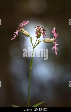 Lychnis flos-cucucuculi, chiamato anche Silene flos-cucucucuculi, comunemente noto come Ragged Robin, fiore selvatico dalla Finlandia Foto Stock