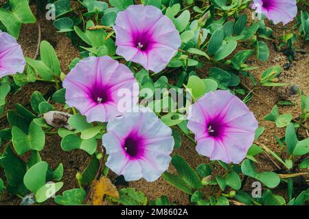 Splendidi fiori viola sulla spiaggia Foto Stock