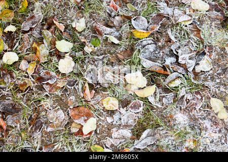 Foglie cadute sul terreno coperto con una brina. Foto Stock