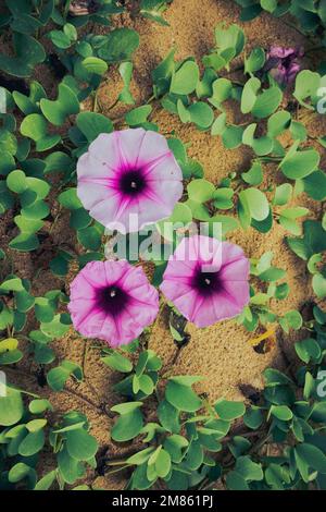 Splendidi fiori viola sulla spiaggia Foto Stock