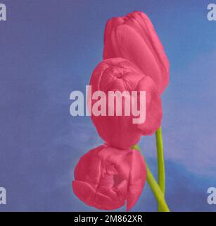 Tre tulipani di colore Viva Magenta si accostano su uno sfondo blu fumoso Foto Stock