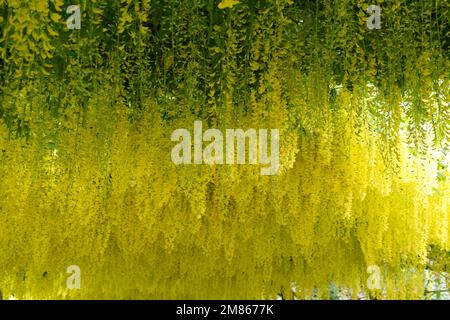 Fiori primaverili di laburnum anagyroides, anche conosciuto come pioggia d'oro, o trenino d'oro nel giardino Bodnant Galles UK May Foto Stock