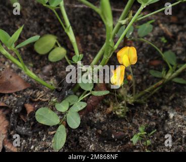 Primo piano di una parte inferiore della pianta di arachide (Arachis hypogaea) con terreno e due fiori di arachide di colore giallo fiorito Foto Stock