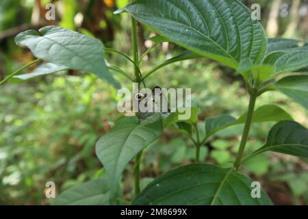 Una coppia di farfalle bianche a quattro anelli (Ypthima Ceylonica) che si accoppia sulla parte superiore di una foglia nella zona selvaggia Foto Stock