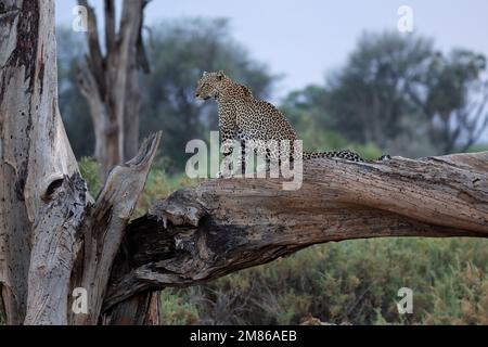 Un leopardo si trova su un ramo/tronco spesso. Sta per partire e andare a caccia la sera - Kenya, Samburu National Reserve Foto Stock