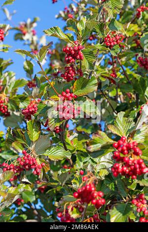 Frutti dall'albero di mealberry Foto Stock