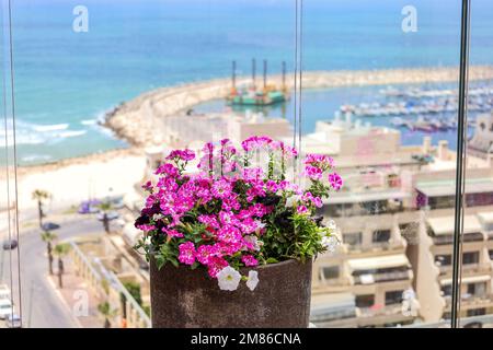 Vaso con bellissimi fiori sul balcone Foto Stock