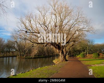 Un giorno soleggiato di inverni tardivi a Locke Park Lake Redcar North Yorkshire con tutte le foglie cadute dagli alberi di salice Foto Stock