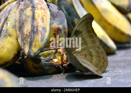 Duke rosso-spot, Dophla evelina, Tanjung Puting Parco Nazionale, Kalimantan, Borneo isola, Indonesia, Asia Foto Stock