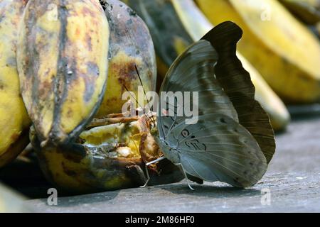 Duke rosso-spot, Dophla evelina, Tanjung Puting Parco Nazionale, Kalimantan, Borneo isola, Indonesia, Asia Foto Stock