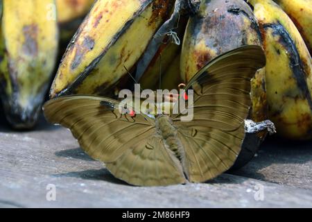 Duke rosso-spot, Dophla evelina, Tanjung Puting Parco Nazionale, Kalimantan, Borneo isola, Indonesia, Asia Foto Stock