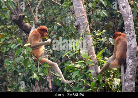 Scimmia Proboscis, Nasenaffe, Nasique, Nasalis larvatus, nagyorrúmajom, Tanjung Puting National Park, Kalimantan, Borneo isola, Indonesia, Asia Foto Stock