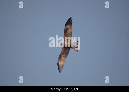 Aquila che vola con le ali spalancate nel cielo Foto Stock