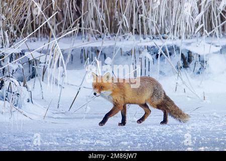 Solitario volpe rossa (vulpes Vulpes) caccia / foraggio lungo reedbed / canneto su ghiaccio di lago ghiacciato in inverno Foto Stock