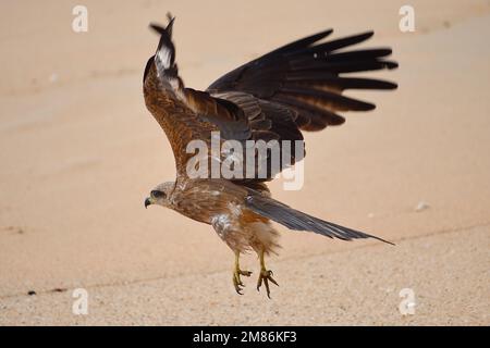 Aquila che vola con le ali spalancate nel cielo Foto Stock