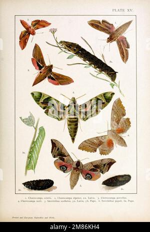 Farfalle e falene britanniche ed europee (Macrolepidoptera) Foto Stock