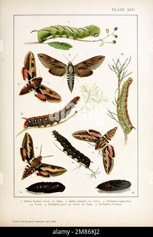 Farfalle e falene britanniche ed europee (Macrolepidoptera) Foto Stock