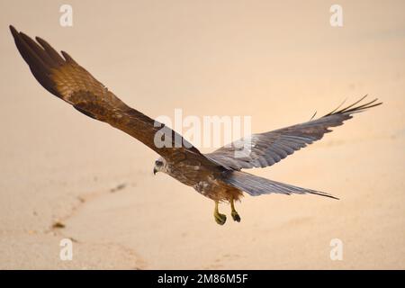 Aquila che vola con le ali spalancate nel cielo Foto Stock