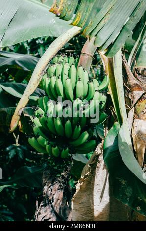 Primo piano banane verdi su banana albero in Brasile. Foto Stock