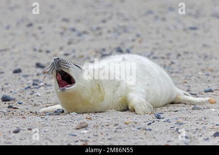 Sigillo grigio / sigillo grigio (Halichoerus grypus) ritratto di cucciolo neonato carino che chiama sulla spiaggia sabbiosa lungo la costa del Mare del Nord in inverno Foto Stock