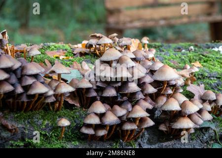 funghi crostini comuni che crescono in muschio su un vecchio tronco d'albero Foto Stock