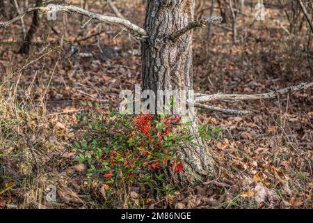 Un cespuglio di nandina con bacche che crescono selvatiche accanto ad un albero nella foresta circondata da foglie cadute nel tardo autunno Foto Stock