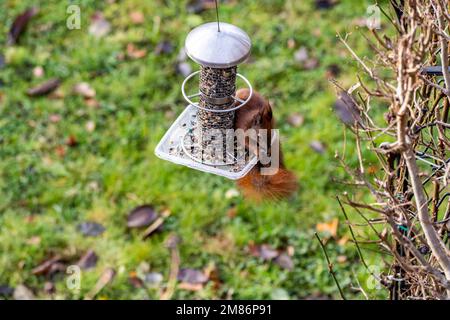 uno scoiattolo rosso su un alimentatore appeso per uccelli Foto Stock