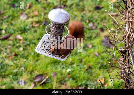 uno scoiattolo rosso su un alimentatore appeso per uccelli Foto Stock