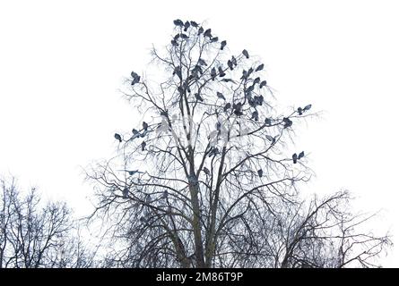 Un gregge di piccioni è seduto su un albero isolato su uno sfondo bianco. Foto Stock