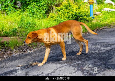 Cane randagio zenzero marrone sulla strada al bordo della foresta in Para Heredia Costa Rica in America Centrale. Foto Stock