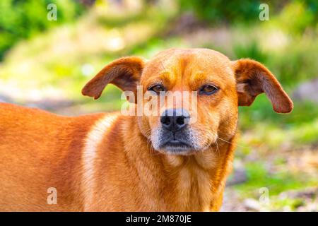Cane randagio zenzero marrone sulla strada al bordo della foresta in Para Heredia Costa Rica in America Centrale. Foto Stock