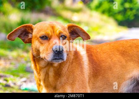 Cane randagio zenzero marrone sulla strada al bordo della foresta in Para Heredia Costa Rica in America Centrale. Foto Stock