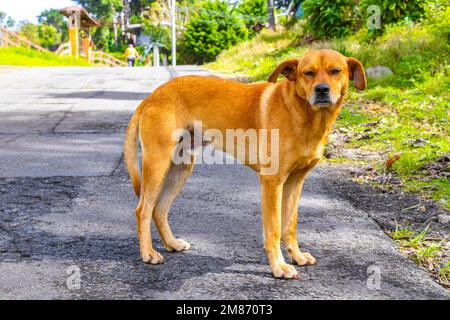 Cane randagio zenzero marrone sulla strada al bordo della foresta in Para Heredia Costa Rica in America Centrale. Foto Stock