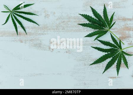 Cornice minimalista con foglie di Cannabis. Sfondo con marijuana su sfondo di legno blu chiaro con copyspace. Foto Stock