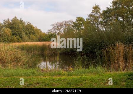 Piccola piscina in un luogo aperto in una foresta con rush (Typha latifolia) e Reed comune (Phragmites australis) in esso Foto Stock