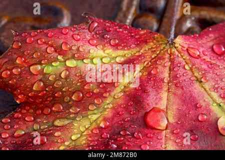 Foglia d'acero dai colori vivaci in autunno con gocce d'acqua
