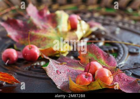 Piccole mele in autunno sul fogliame colorato Foto Stock