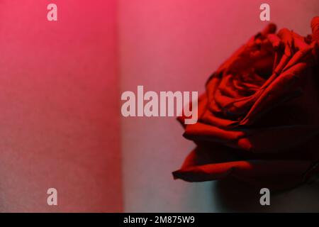 Apri il libro con pagine vuote e rosa rossa. La luce al neon illumina le pagine. Concetto di San Valentino. Diario o notebook per la scrittura. Spazio di copia, sfocato b Foto Stock