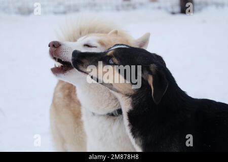 Allevamento di cani da slitta settentrionali. L'usciola siberiana bianca rossa gioca con il cucciolo di usciola dell'Alaska dagli occhi blu nella neve in inverno. Il cane adulto ne porta uno giovane. Foto Stock