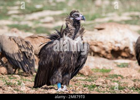 Avvoltoio nero o avvoltoio cinereo, Aegypio monaco, sul terreno. Serra del Boumort, Lleida, Catalogna, Spagna Foto Stock