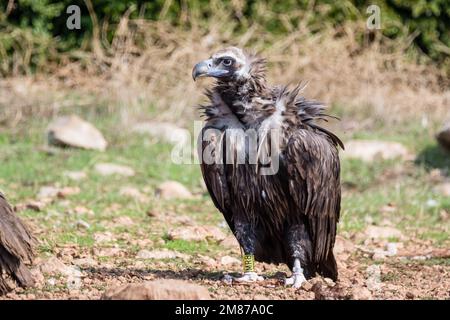 Avvoltoio nero o avvoltoio cinereo, Aegypio monaco, sul terreno. Serra del Boumort, Lleida, Catalogna, Spagna Foto Stock