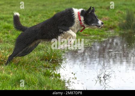 Bordo bianco e nero collie che salta in acqua Foto Stock