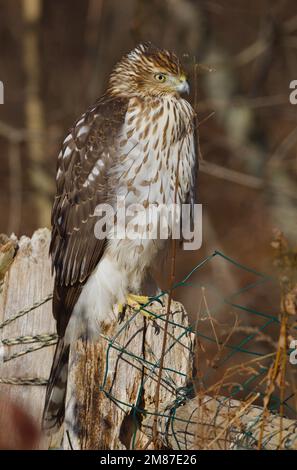 Il falco immaturo di Cooper's appollaiato sul palo della recinzione Foto Stock