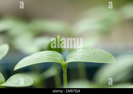 Germogli di cetriolo. Giardino di rose di cetriolo. Primo piano estremo. Foto ad alta risoluzione. Foto Stock