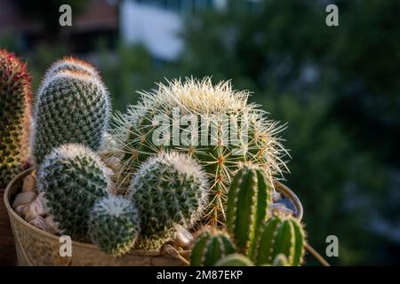 Un cactus barile pieno di punte lunghe e affilate gialle in una pentola grande con altri cactus di diversi tipi Foto Stock